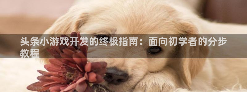 沐鸣平台招商：头条小游戏开发的终极指南：